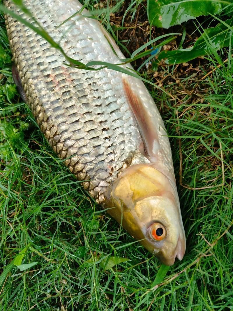 倉龍魚的形態特征是什么?,倉龍魚學名詳解 龍魚百科 第3張 倉龍魚的形態特征是什么?,倉龍魚學名詳解 倉龍魚的形態特征是什么?,倉龍魚學名詳解 龍魚百科 第3張