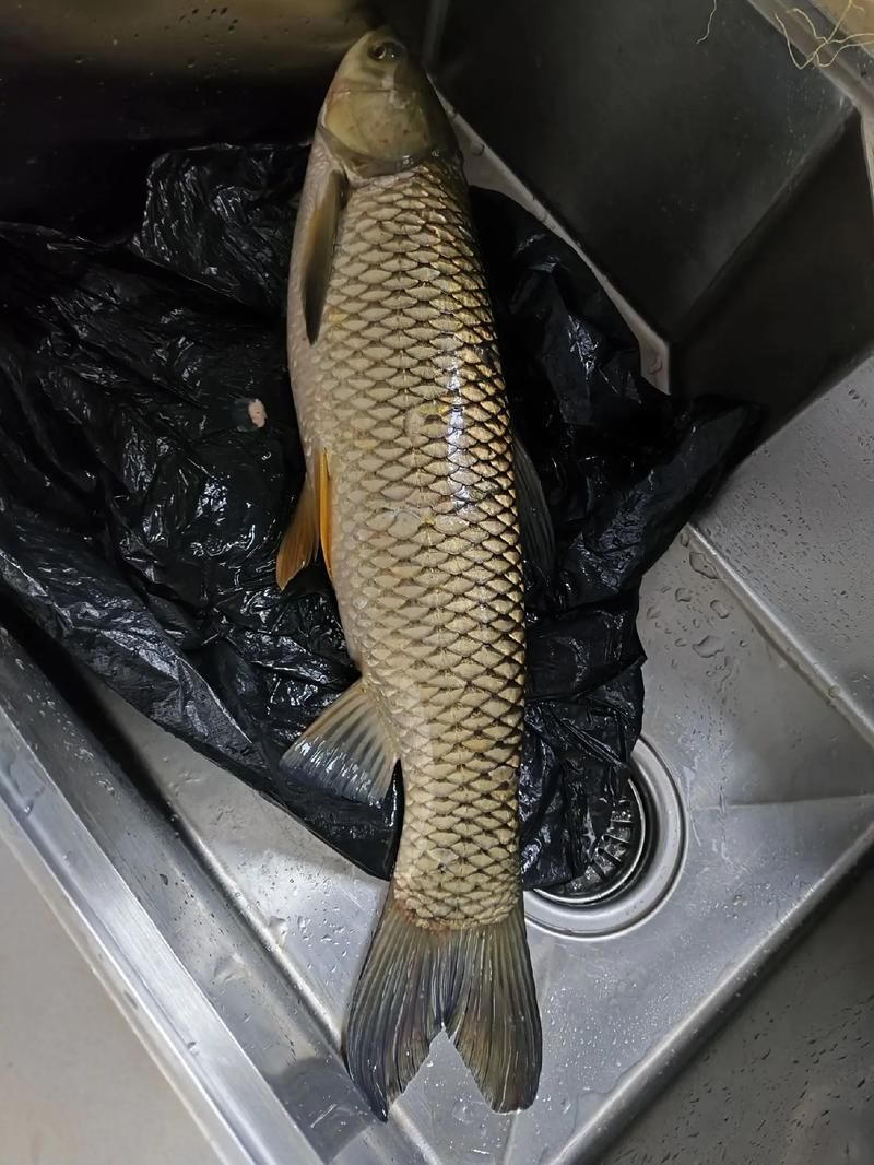 倉龍魚的形態特征是什么?,倉龍魚學名詳解 龍魚百科 第4張 倉龍魚的形態特征是什么?,倉龍魚學名詳解 倉龍魚的形態特征是什么?,倉龍魚學名詳解 龍魚百科 第4張