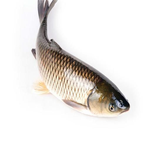 倉龍魚的形態特征是什么?,倉龍魚學名詳解 龍魚百科 第2張 倉龍魚的形態特征是什么?,倉龍魚學名詳解 倉龍魚的形態特征是什么?,倉龍魚學名詳解 龍魚百科 第2張