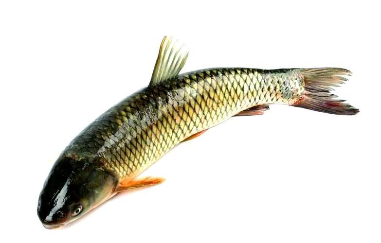 倉(cāng)龍魚的形態(tài)特征是什么？，倉(cāng)龍魚學(xué)名詳解