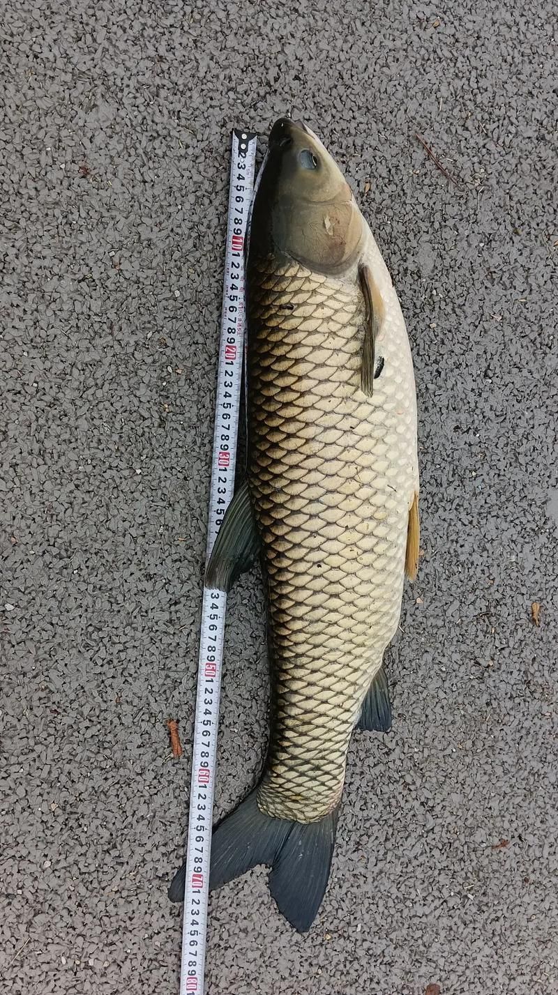 倉龍魚的形態特征是什么?,倉龍魚學名詳解 龍魚百科 第5張 倉龍魚的形態特征是什么?,倉龍魚學名詳解 倉龍魚的形態特征是什么?,倉龍魚學名詳解 龍魚百科 第5張