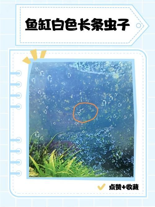 魚(yú)缸里殺蟲(chóng)正確方法，魚(yú)缸殺蟲(chóng)技術(shù)