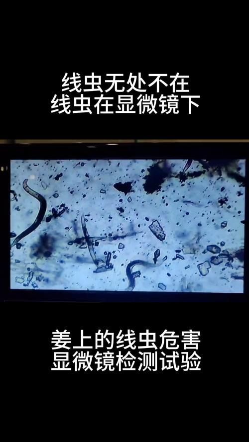 魚(yú)缸里殺蟲(chóng)正確方法，魚(yú)缸殺蟲(chóng)技術(shù)