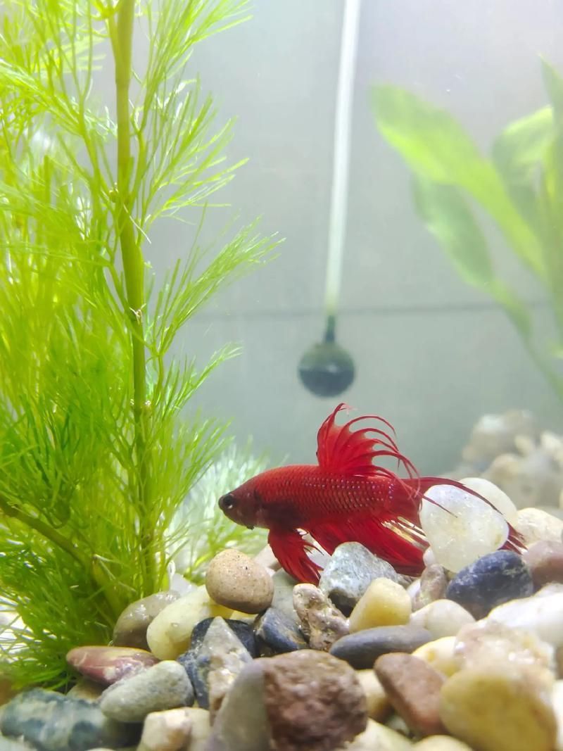 給我推薦一些性價比高的龍魚幼崽，性價比高的龍魚幼崽推薦指南（2026年版） 給我推薦一些性價比高的龍魚幼崽，性價比高的龍魚幼崽推薦指南（2026年版） 龍魚百科 第3張