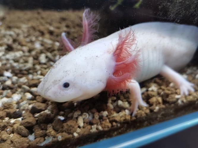 給我推薦一些性價比高的龍魚幼崽，性價比高的龍魚幼崽推薦指南（2026年版） 給我推薦一些性價比高的龍魚幼崽，性價比高的龍魚幼崽推薦指南（2026年版） 龍魚百科 第6張