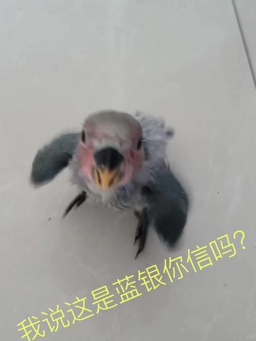 給我推薦一些性價比高的龍魚幼崽，性價比高的龍魚幼崽推薦指南（2026年版） 給我推薦一些性價比高的龍魚幼崽，性價比高的龍魚幼崽推薦指南（2026年版） 龍魚百科 第4張