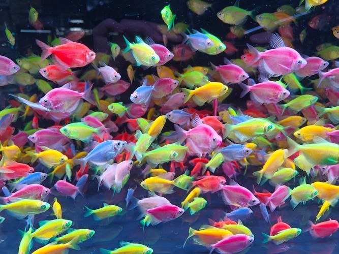 能否提供更多熱帶魚的圖片,熱帶魚是水族箱中常見的觀賞魚類型至關(guān)重要,熱帶魚的配置 龍魚百科 第2張 能否提供更多熱帶魚的圖片,熱帶魚是水族箱中常見的觀賞魚類型至關(guān)重要,熱帶魚的配置 能否提供更多熱帶魚的圖片,熱帶魚是水族箱中常見的觀賞魚類型至關(guān)重要,熱帶魚的配置 龍魚百科 第2張