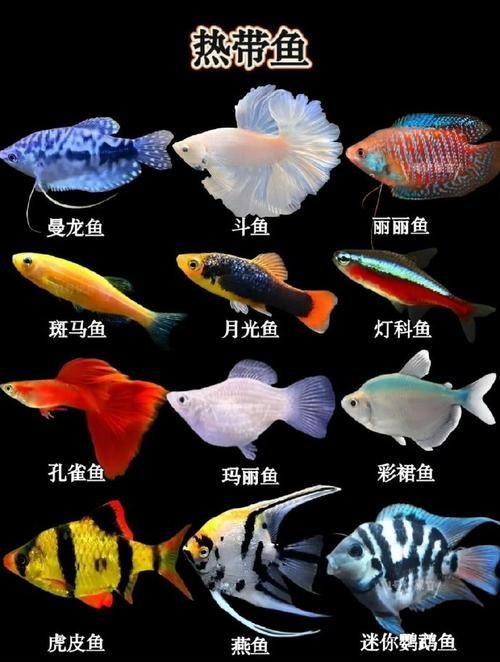 能否提供更多熱帶魚的圖片,熱帶魚是水族箱中常見的觀賞魚類型至關(guān)重要,熱帶魚的配置 龍魚百科 第7張 能否提供更多熱帶魚的圖片,熱帶魚是水族箱中常見的觀賞魚類型至關(guān)重要,熱帶魚的配置 能否提供更多熱帶魚的圖片,熱帶魚是水族箱中常見的觀賞魚類型至關(guān)重要,熱帶魚的配置 龍魚百科 第7張