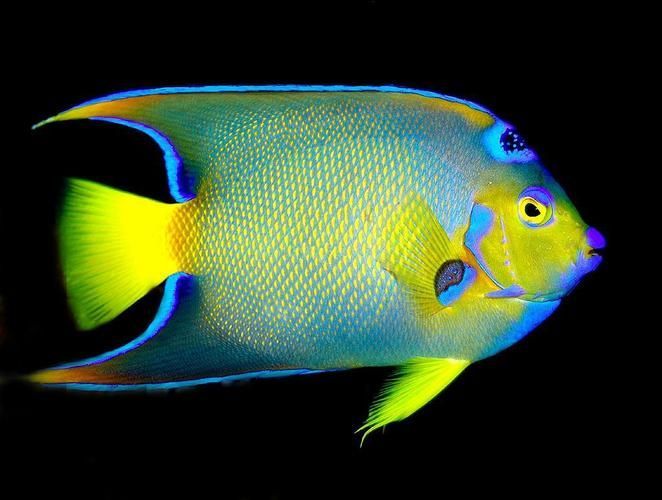 能否提供更多熱帶魚的圖片,熱帶魚是水族箱中常見的觀賞魚類型至關(guān)重要,熱帶魚的配置 龍魚百科 第6張 能否提供更多熱帶魚的圖片,熱帶魚是水族箱中常見的觀賞魚類型至關(guān)重要,熱帶魚的配置 能否提供更多熱帶魚的圖片,熱帶魚是水族箱中常見的觀賞魚類型至關(guān)重要,熱帶魚的配置 龍魚百科 第6張
