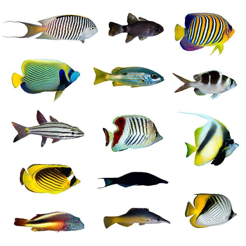 能否提供更多熱帶魚的圖片,熱帶魚是水族箱中常見的觀賞魚類型至關(guān)重要,熱帶魚的配置 龍魚百科 第4張 能否提供更多熱帶魚的圖片,熱帶魚是水族箱中常見的觀賞魚類型至關(guān)重要,熱帶魚的配置 能否提供更多熱帶魚的圖片,熱帶魚是水族箱中常見的觀賞魚類型至關(guān)重要,熱帶魚的配置 龍魚百科 第4張