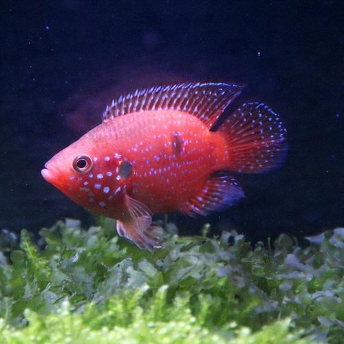 能否提供更多熱帶魚的圖片,熱帶魚是水族箱中常見的觀賞魚類型至關(guān)重要,熱帶魚的配置 龍魚百科 第17張 能否提供更多熱帶魚的圖片,熱帶魚是水族箱中常見的觀賞魚類型至關(guān)重要,熱帶魚的配置 能否提供更多熱帶魚的圖片,熱帶魚是水族箱中常見的觀賞魚類型至關(guān)重要,熱帶魚的配置 龍魚百科 第17張