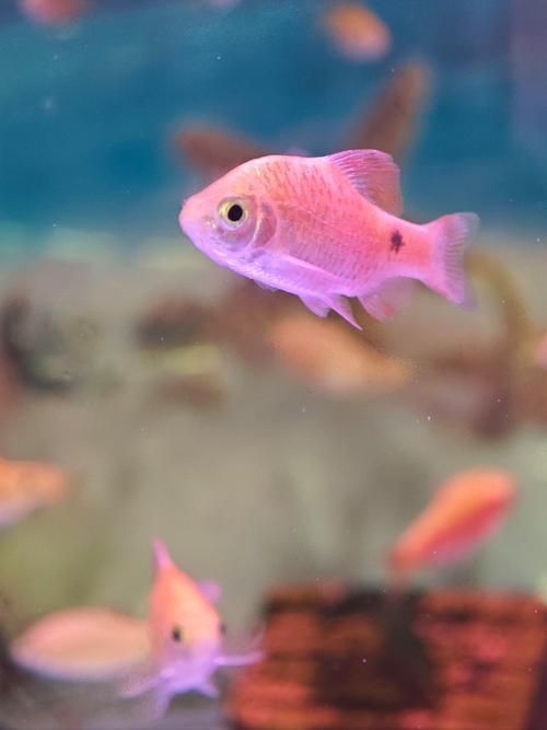 能否提供更多熱帶魚的圖片,熱帶魚是水族箱中常見的觀賞魚類型至關(guān)重要,熱帶魚的配置 龍魚百科 第14張 能否提供更多熱帶魚的圖片,熱帶魚是水族箱中常見的觀賞魚類型至關(guān)重要,熱帶魚的配置 能否提供更多熱帶魚的圖片,熱帶魚是水族箱中常見的觀賞魚類型至關(guān)重要,熱帶魚的配置 龍魚百科 第14張