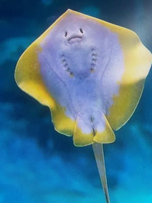 能否提供更多熱帶魚的圖片,熱帶魚是水族箱中常見的觀賞魚類型至關(guān)重要,熱帶魚的配置 龍魚百科 第16張 能否提供更多熱帶魚的圖片,熱帶魚是水族箱中常見的觀賞魚類型至關(guān)重要,熱帶魚的配置 能否提供更多熱帶魚的圖片,熱帶魚是水族箱中常見的觀賞魚類型至關(guān)重要,熱帶魚的配置 龍魚百科 第16張