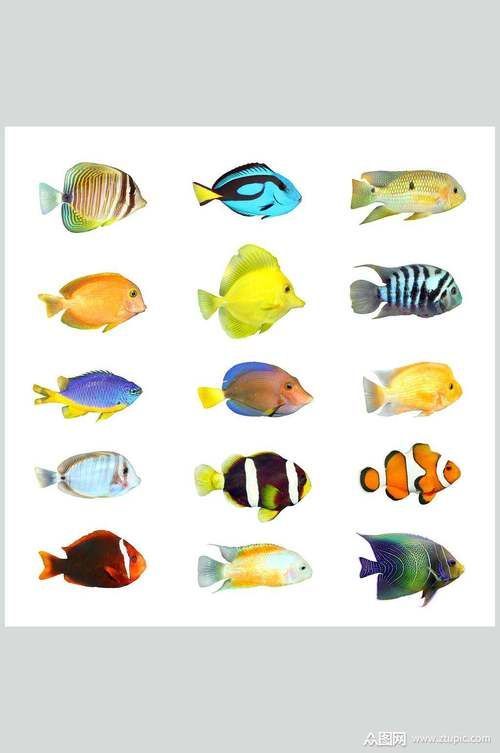 能否提供更多熱帶魚的圖片,熱帶魚是水族箱中常見的觀賞魚類型至關(guān)重要,熱帶魚的配置 龍魚百科 第12張 能否提供更多熱帶魚的圖片,熱帶魚是水族箱中常見的觀賞魚類型至關(guān)重要,熱帶魚的配置 能否提供更多熱帶魚的圖片,熱帶魚是水族箱中常見的觀賞魚類型至關(guān)重要,熱帶魚的配置 龍魚百科 第12張