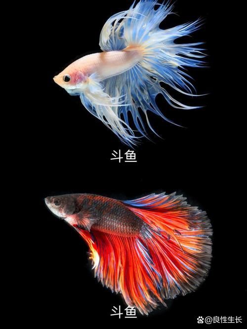 能否提供更多熱帶魚的圖片,熱帶魚是水族箱中常見的觀賞魚類型至關(guān)重要,熱帶魚的配置 龍魚百科 第11張 能否提供更多熱帶魚的圖片,熱帶魚是水族箱中常見的觀賞魚類型至關(guān)重要,熱帶魚的配置 能否提供更多熱帶魚的圖片,熱帶魚是水族箱中常見的觀賞魚類型至關(guān)重要,熱帶魚的配置 龍魚百科 第11張