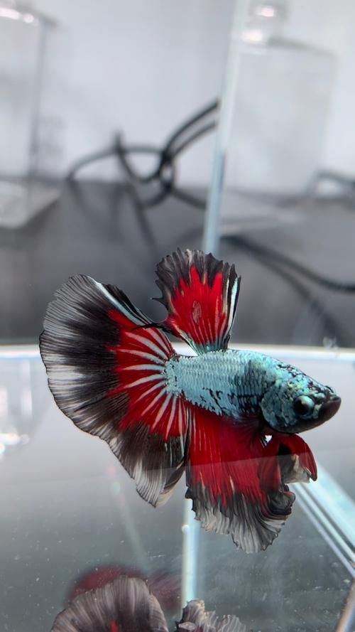能否提供更多熱帶魚的圖片,熱帶魚是水族箱中常見的觀賞魚類型至關(guān)重要,熱帶魚的配置 龍魚百科 第13張 能否提供更多熱帶魚的圖片,熱帶魚是水族箱中常見的觀賞魚類型至關(guān)重要,熱帶魚的配置 能否提供更多熱帶魚的圖片,熱帶魚是水族箱中常見的觀賞魚類型至關(guān)重要,熱帶魚的配置 龍魚百科 第13張