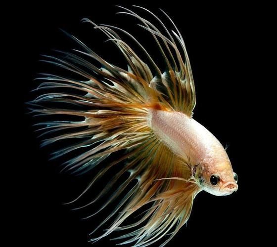 能否提供更多熱帶魚的圖片,熱帶魚是水族箱中常見的觀賞魚類型至關(guān)重要,熱帶魚的配置 龍魚百科 第10張 能否提供更多熱帶魚的圖片,熱帶魚是水族箱中常見的觀賞魚類型至關(guān)重要,熱帶魚的配置 能否提供更多熱帶魚的圖片,熱帶魚是水族箱中常見的觀賞魚類型至關(guān)重要,熱帶魚的配置 龍魚百科 第10張