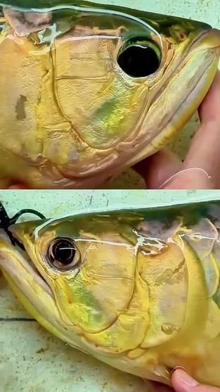 龍魚掉眼手術后會復發嗎？，天以上，2023年會復發嗎？