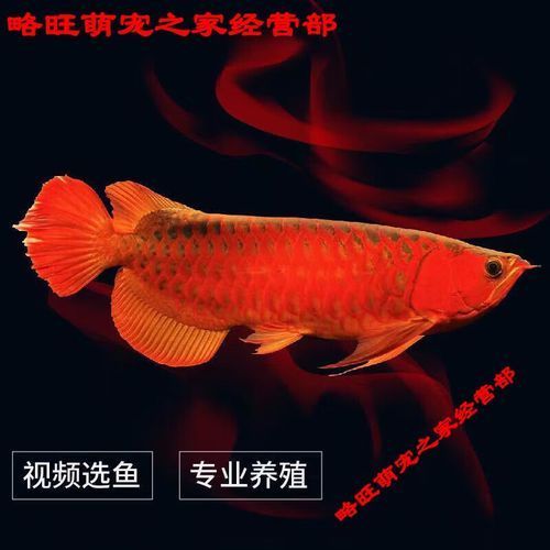 號半紅龍魚的市場價格是多少？ 號半紅龍魚的市場價格是多少？ 龍魚百科 第1張
