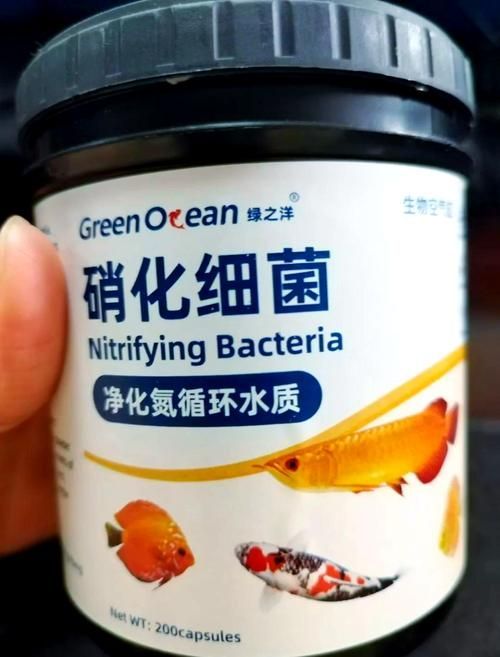 如何選擇適合魚缸的益生菌？，如何選擇適合魚缸的益生菌 如何選擇適合魚缸的益生菌？，如何選擇適合魚缸的益生菌 龍魚百科 第5張