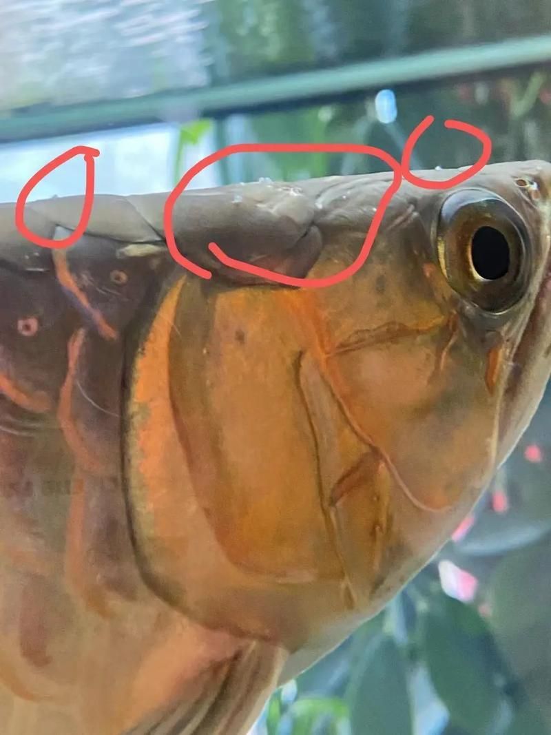 如何判斷龍魚是否因疾病導致掉尾？，如何判斷龍魚是否因疾病導致掉尾？用戶要求詳解, 如何判斷龍魚是否因疾病導致掉尾？，如何判斷龍魚是否因疾病導致掉尾？用戶要求詳解, 龍魚百科 第3張