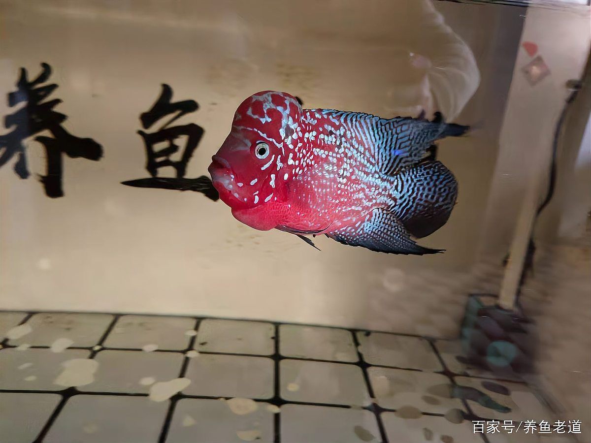 如何判斷龍魚是否偏好凍蝦？，如何判斷龍魚是否偏好凍蝦 如何判斷龍魚是否偏好凍蝦？，如何判斷龍魚是否偏好凍蝦 龍魚百科 第3張