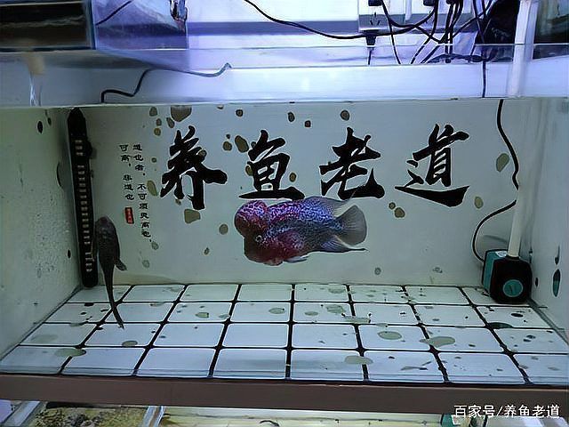 如何判斷龍魚是否偏好凍蝦？，如何判斷龍魚是否偏好凍蝦 如何判斷龍魚是否偏好凍蝦？，如何判斷龍魚是否偏好凍蝦 龍魚百科 第2張