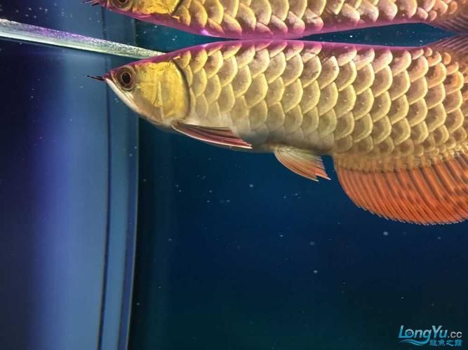 龍魚腹水癥狀有哪些圖片,如何判斷龍魚腹水病能治愈嗎 龍魚百科 第5張 龍魚腹水癥狀有哪些圖片,如何判斷龍魚腹水病能治愈嗎 龍魚腹水癥狀有哪些圖片,如何判斷龍魚腹水病能治愈嗎 龍魚百科 第5張