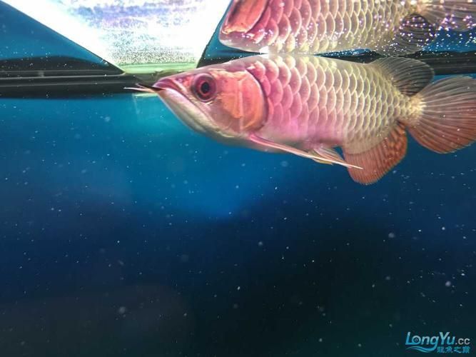 龍魚腹水癥狀有哪些圖片,如何判斷龍魚腹水病能治愈嗎 龍魚百科 第3張 龍魚腹水癥狀有哪些圖片,如何判斷龍魚腹水病能治愈嗎 龍魚腹水癥狀有哪些圖片,如何判斷龍魚腹水病能治愈嗎 龍魚百科 第3張
