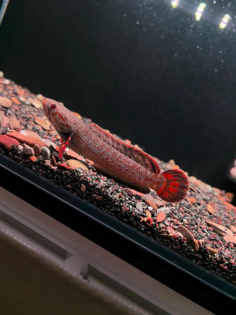祥龍魚場有售哪些雷龍魚品種？，祥龍魚場有售哪些雷龍魚品種及種 祥龍魚場有售哪些雷龍魚品種？，祥龍魚場有售哪些雷龍魚品種及種 龍魚百科 第11張