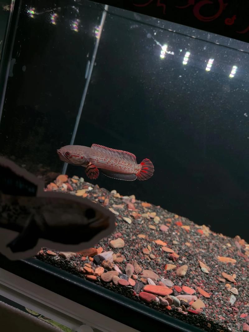 祥龍魚場有售哪些雷龍魚品種？，祥龍魚場有售哪些雷龍魚品種及種 祥龍魚場有售哪些雷龍魚品種？，祥龍魚場有售哪些雷龍魚品種及種 龍魚百科 第14張