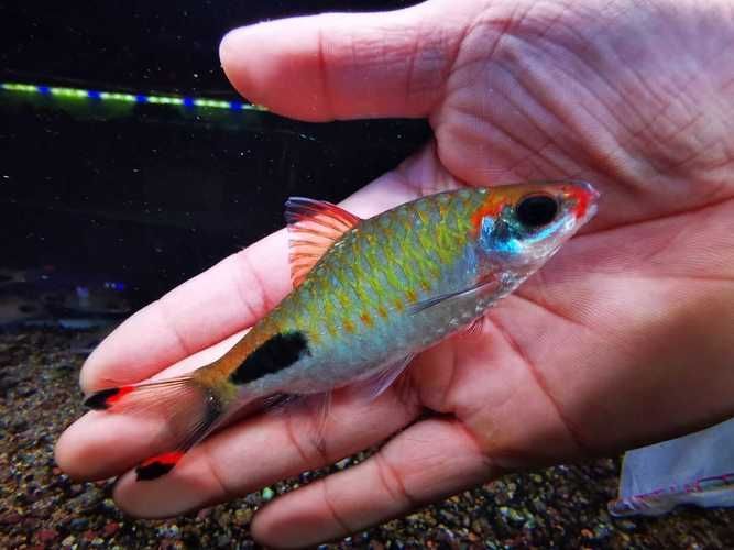 如何區分黑影道人魚的雌雄？，“黑影道人魚”的雌雄區分黑影道人魚的雌雄區分黑影道人魚
