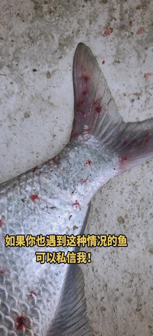 如何判斷魚虱子感染是否嚴(yán)重，如何判斷魚虱子感染嚴(yán)重 如何判斷魚虱子感染是否嚴(yán)重，如何判斷魚虱子感染嚴(yán)重 龍魚百科 第4張