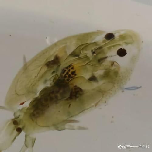 如何判斷魚虱子感染是否嚴(yán)重，如何判斷魚虱子感染嚴(yán)重 如何判斷魚虱子感染是否嚴(yán)重，如何判斷魚虱子感染嚴(yán)重 龍魚百科 第3張