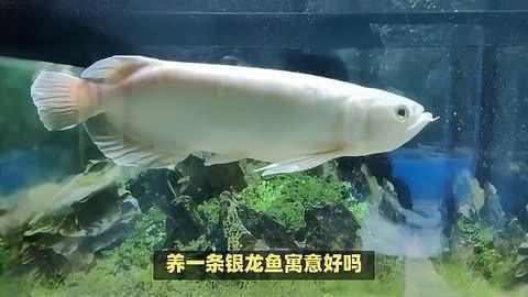 銀龍魚在風水中的象征意義，銀龍魚在風水中的象征意義, 銀龍魚在風水中的象征意義，銀龍魚在風水中的象征意義, 龍魚百科 第3張