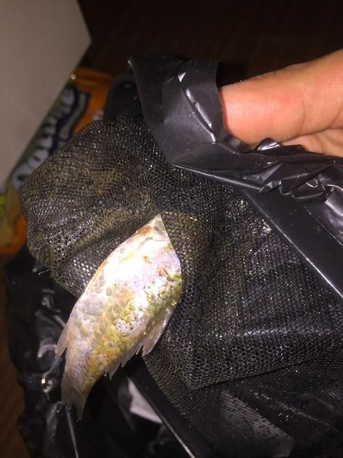 魚爛鰭爛尾圖片，**，魚類鰭部和尾部腐爛的常見原因及其防治措施