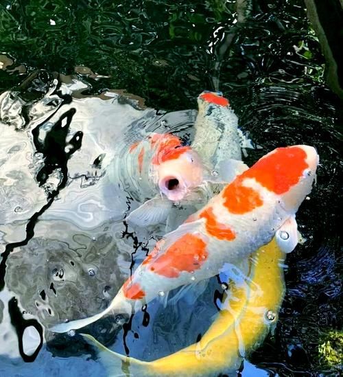魚爛鰭爛尾圖片，**，魚類鰭部和尾部腐爛的常見原因及其防治措施