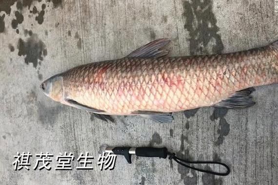 魚爛鰭爛尾圖片，**，魚類鰭部和尾部腐爛的常見原因及其防治措施