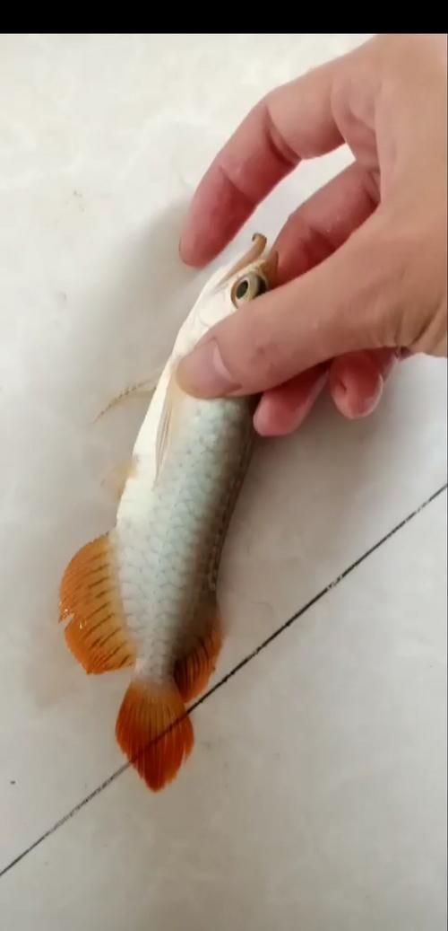 號半龍魚品種特點，號半龍魚的特點