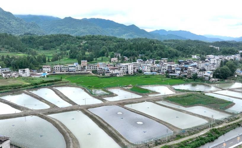 岑鞏龍魚有哪些獨特的品種？，岑鞏龍魚有哪些獨特品種