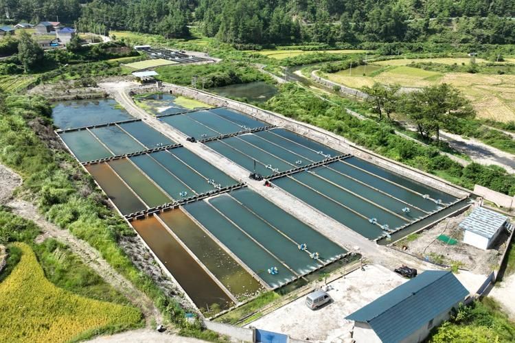 岑鞏龍魚有哪些獨特的品種？，岑鞏龍魚有哪些獨特品種