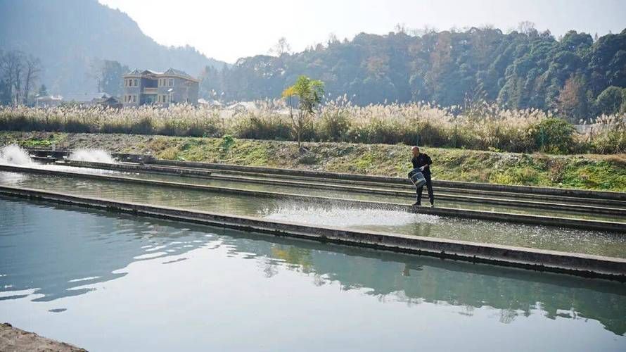 岑鞏龍魚有哪些獨特的品種？，岑鞏龍魚有哪些獨特品種