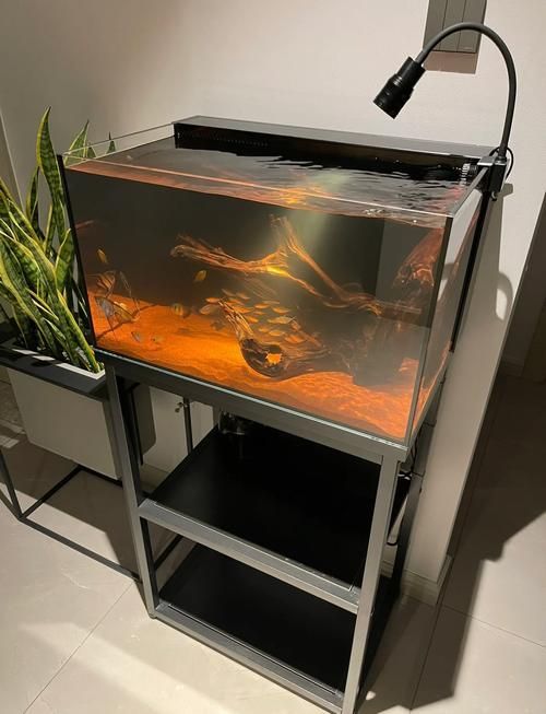 森森魚缸蓋子材質(zhì)是什么？，森森魚缸蓋子價格是多少？ 森森魚缸蓋子材質(zhì)是什么？，森森魚缸蓋子價格是多少？ 龍魚百科 第8張