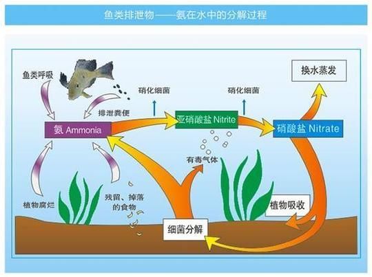 魚缸有菌怎么徹底清理，魚缸“有菌”與“有害菌”與“有害菌”—配圖 魚缸有菌怎么徹底清理，魚缸“有菌”與“有害菌”與“有害菌”—配圖 龍魚百科 第7張