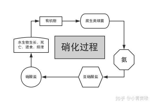 魚缸有菌怎么徹底清理，魚缸“有菌”與“有害菌”與“有害菌”—配圖 魚缸有菌怎么徹底清理，魚缸“有菌”與“有害菌”與“有害菌”—配圖 龍魚百科 第8張