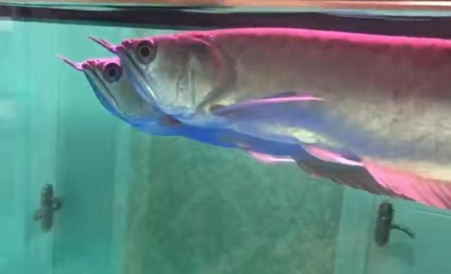 如何預防銀龍魚水霉病，如何預防銀龍魚水霉病預防勝于治療，科學管理是關鍵 如何預防銀龍魚水霉病，如何預防銀龍魚水霉病預防勝于治療，科學管理是關鍵 龍魚百科 第7張