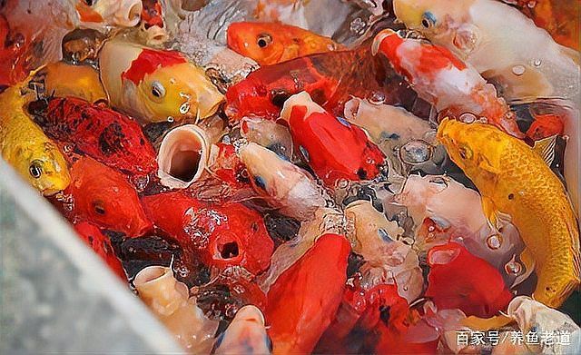 如何預防銀龍魚水霉病，如何預防銀龍魚水霉病預防勝于治療，科學管理是關鍵 如何預防銀龍魚水霉病，如何預防銀龍魚水霉病預防勝于治療，科學管理是關鍵 龍魚百科 第9張