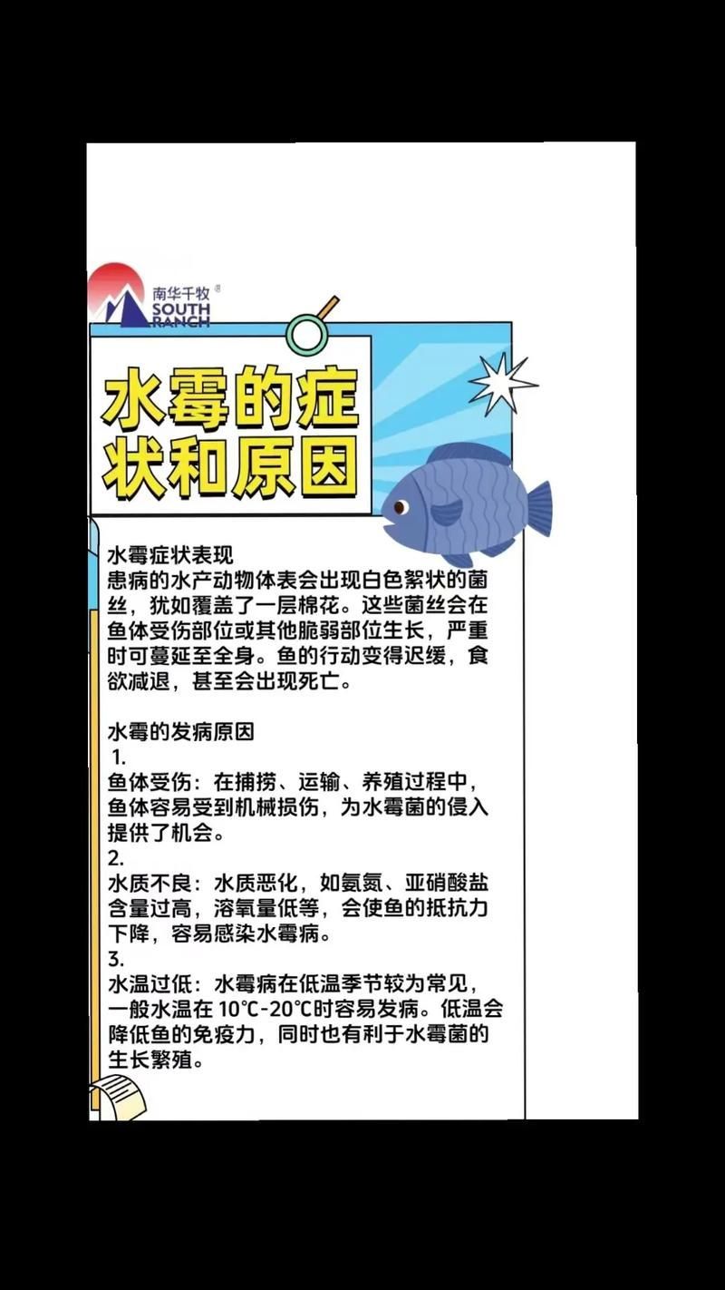 如何預防銀龍魚水霉病，如何預防銀龍魚水霉病預防勝于治療，科學管理是關鍵 如何預防銀龍魚水霉病，如何預防銀龍魚水霉病預防勝于治療，科學管理是關鍵 龍魚百科 第6張