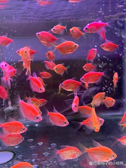 如何挑選健康的紅面財(cái)神魚？，如何挑選健康的紅面財(cái)神魚 如何挑選健康的紅面財(cái)神魚？，如何挑選健康的紅面財(cái)神魚 龍魚百科 第6張