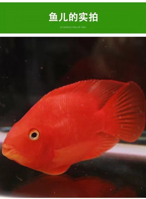 如何挑選健康的紅面財(cái)神魚？，如何挑選健康的紅面財(cái)神魚 如何挑選健康的紅面財(cái)神魚？，如何挑選健康的紅面財(cái)神魚 龍魚百科 第2張